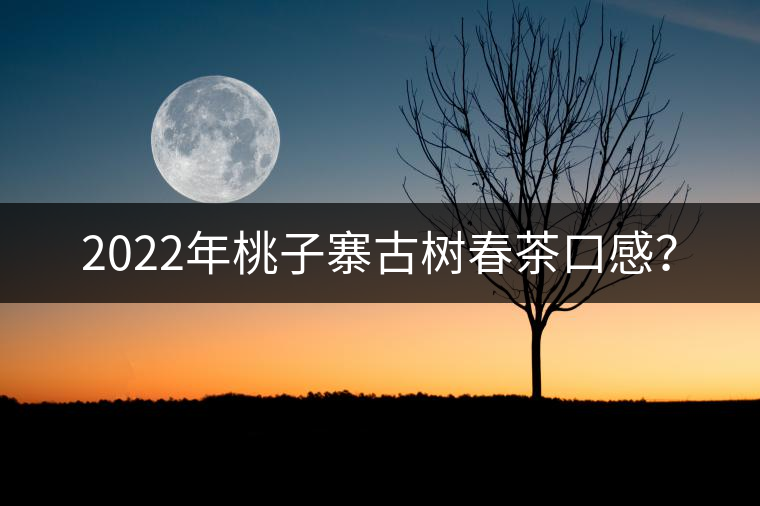 2022年桃子寨古樹春茶口感? 2022年桃子寨古樹春茶口感?