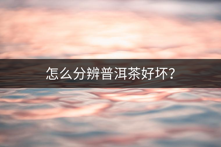 怎么分辨普洱茶好壞？