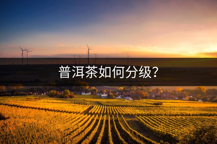 普洱茶如何分級？