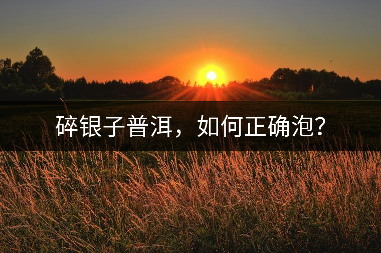 碎銀子普洱，如何正確泡？