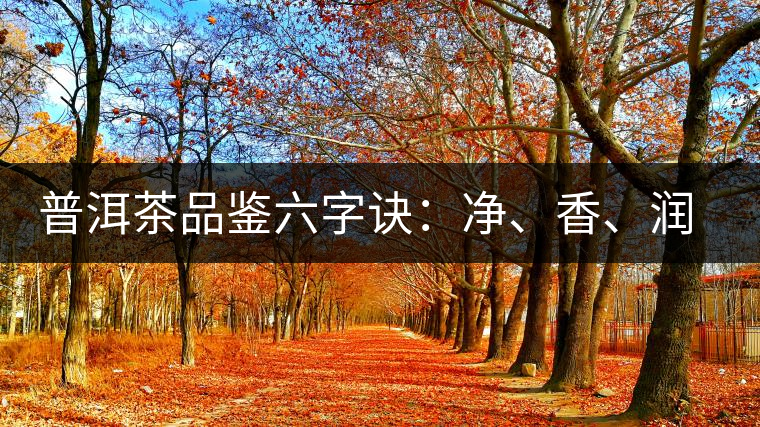 普洱茶品鑒六字訣：凈、香、潤、厚、甘、甜，帶你體驗普洱的魅力