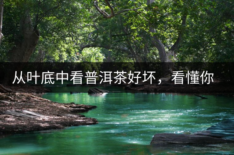 從葉底中看普洱茶好壞，看懂你就是真正的茶界高手！