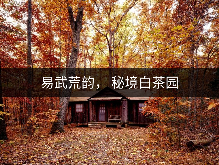 易武荒韻， 秘境白茶園