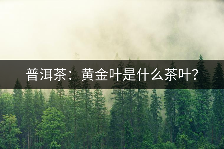 普洱茶：黃金葉是什么茶葉？