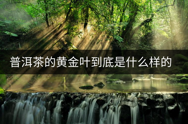 普洱茶的黃金葉到底是什么樣的存在？