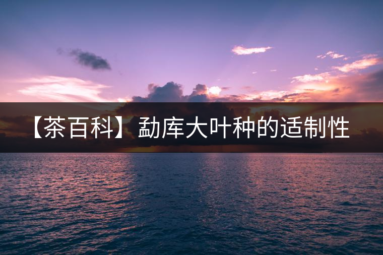 【茶百科】勐庫大葉種的適制性。
