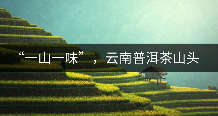 “一山一味”，云南普洱茶山頭茶的真實意義！