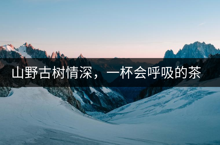 山野古樹情深，一杯會呼吸的茶滋味