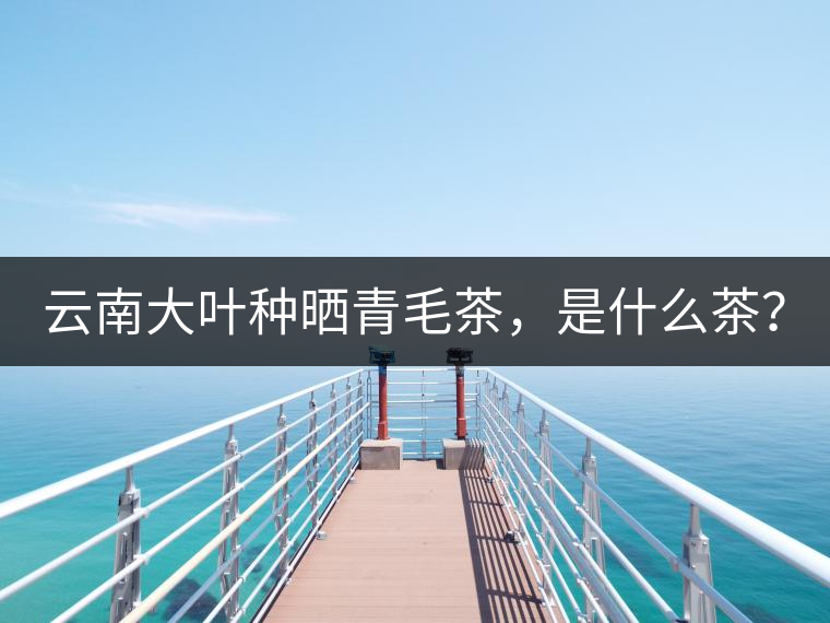 云南大葉種曬青毛茶，是什么茶？