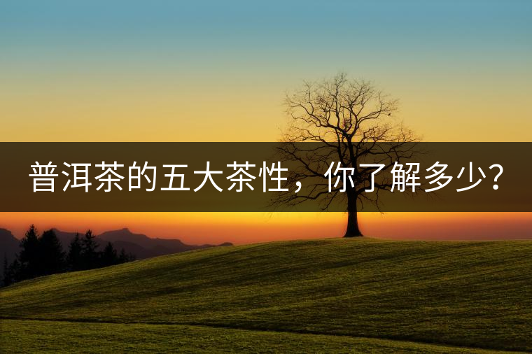 普洱茶的五大茶性，你了解多少？