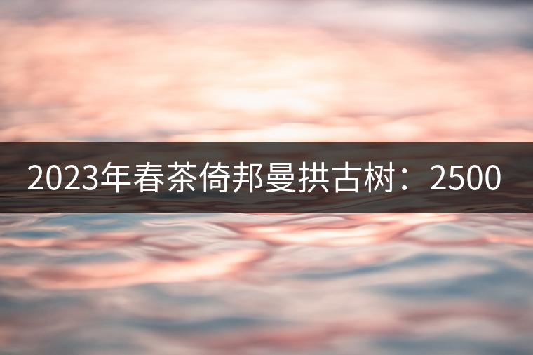 2023年春茶倚邦曼拱古樹：2500-3000元／公斤，貓耳朵6000元／公斤