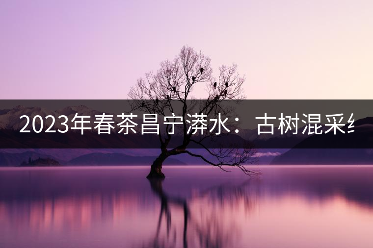 2023年春茶昌寧漭水：古樹混采純料480-600元／公斤，大樹360-420元／公斤，臺地260-300元／公斤，古樹單株均價880-1200元／公斤。