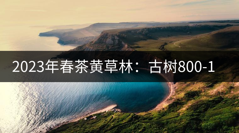 2023年春茶黃草林:古樹800-1200元/公斤 2023年春茶黃草林:古樹800-1200元/公斤