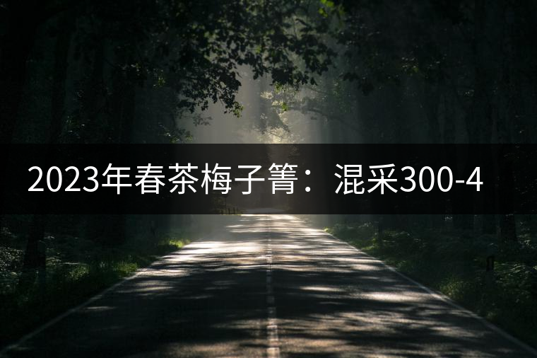 2023年春茶梅子箐：混采300-400元／公斤，挑采600元／公斤