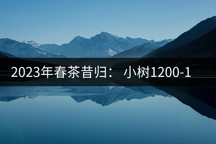 2023年春茶昔歸： 小樹(shù)1200-1600元／公斤，大樹(shù)4500-5200元／公斤，古樹(shù)7500-9000元／公斤.