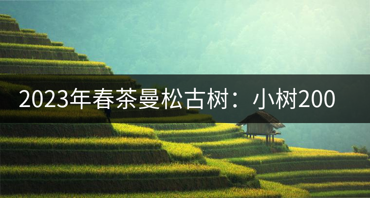 2023年春茶曼松古樹(shù)：小樹(shù)2000元／公斤，古樹(shù)：40000元／公斤
