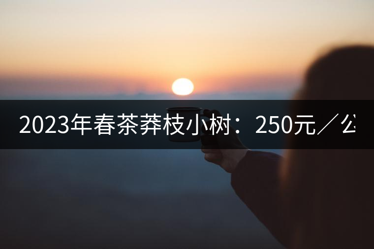 2023年春茶莽枝小樹：250元／公斤， 古樹：1000-1200元／公斤