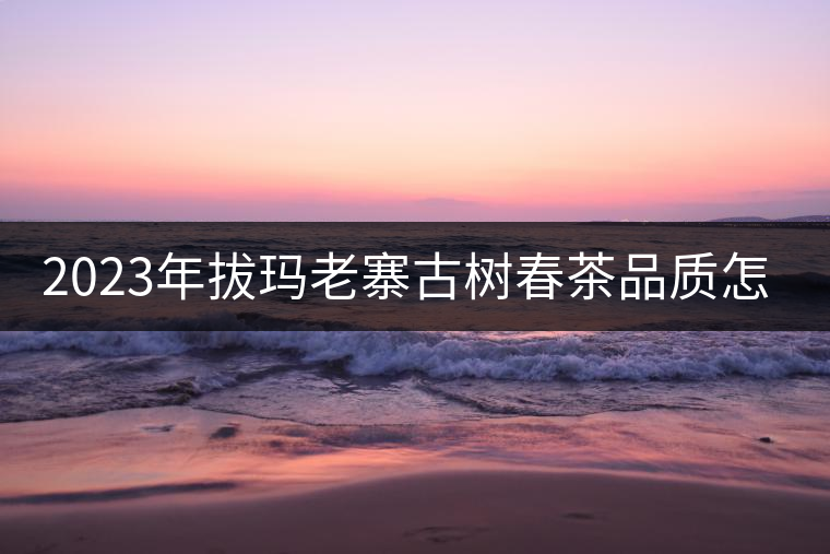 2023年拔瑪老寨古樹春茶品質(zhì)怎么樣？