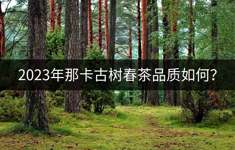 2023年那卡古樹春茶品質(zhì)如何？