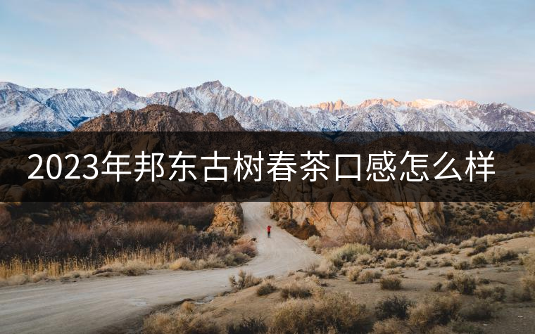 2023年邦東古樹(shù)春茶口感怎么樣？