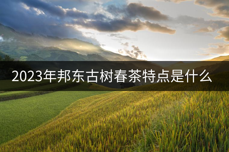 2023年邦東古樹春茶特點(diǎn)是什么？