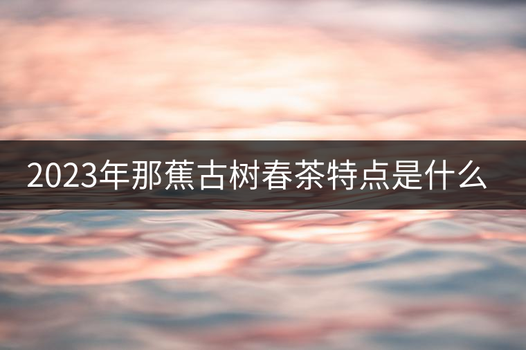 2023年那蕉古樹春茶特點(diǎn)是什么？