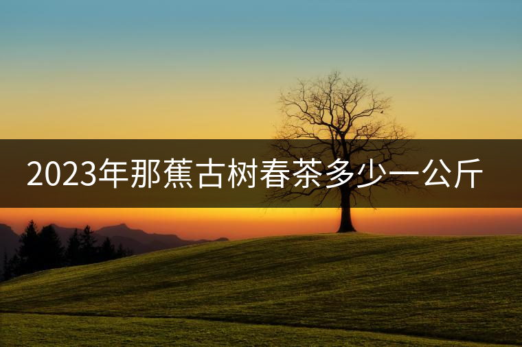 2023年那蕉古樹(shù)春茶多少一公斤？