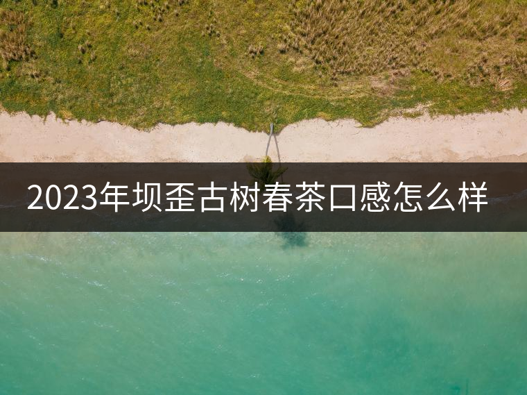 2023年壩歪古樹春茶口感怎么樣？