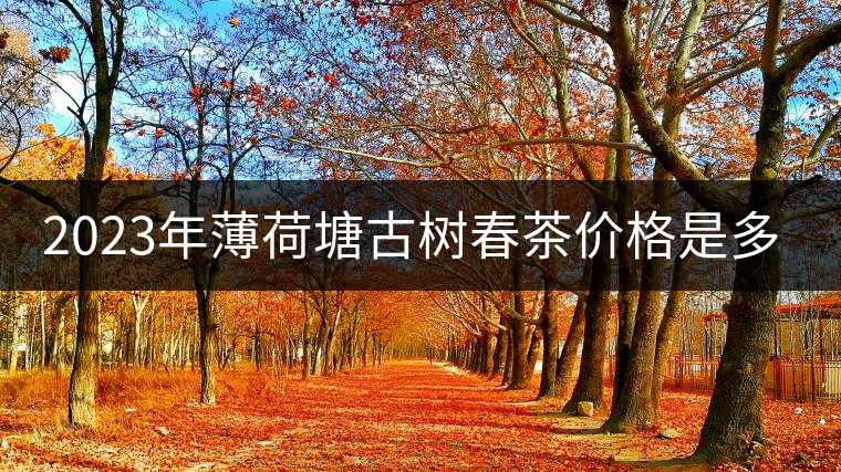 2023年薄荷塘古樹春茶價格是多少？