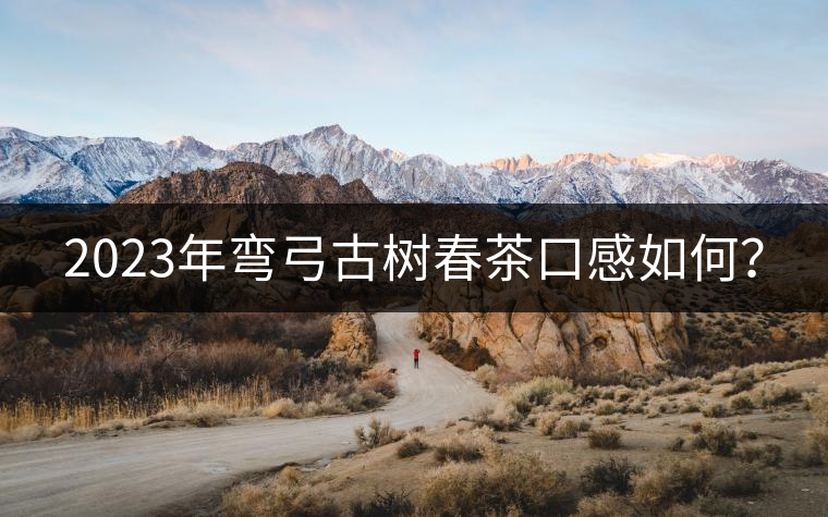 2023年彎弓古樹春茶口感如何？