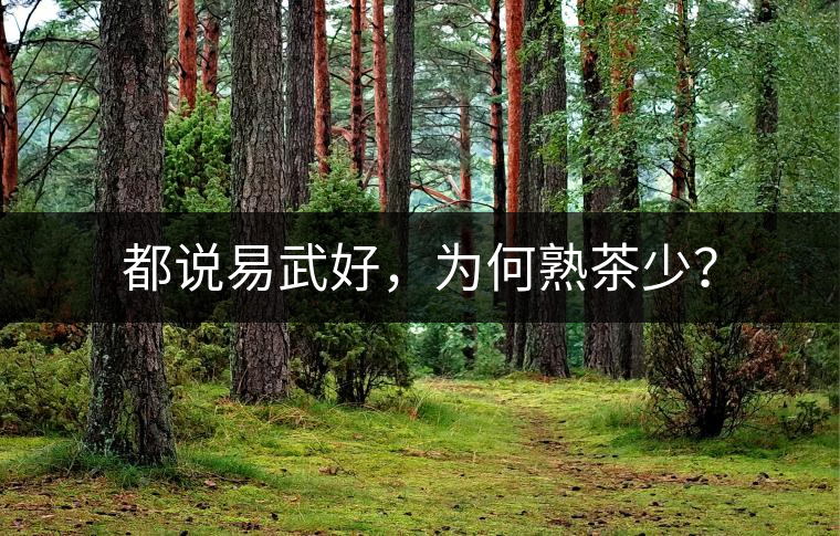 都說易武好，為何熟茶少？