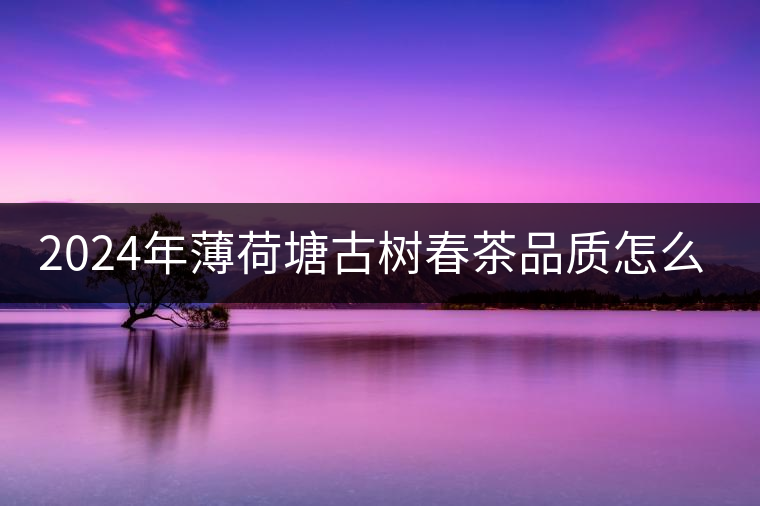 2024年薄荷塘古樹春茶品質(zhì)怎么樣？