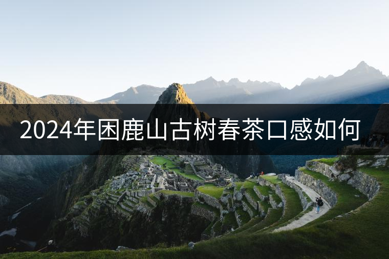 2024年困鹿山古樹(shù)春茶口感如何？