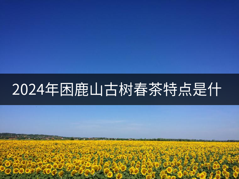 2024年困鹿山古樹(shù)春茶特點(diǎn)是什么？
