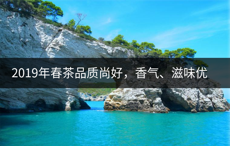 2019年春茶品質(zhì)尚好，香氣、滋味優(yōu)于去年