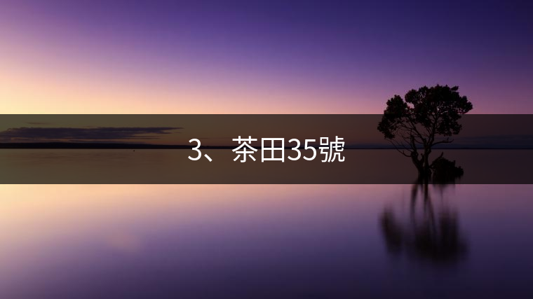 3、茶田35號