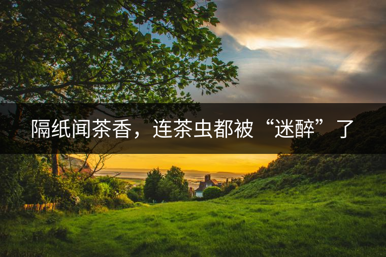 隔紙聞茶香，連茶蟲都被“迷醉”了