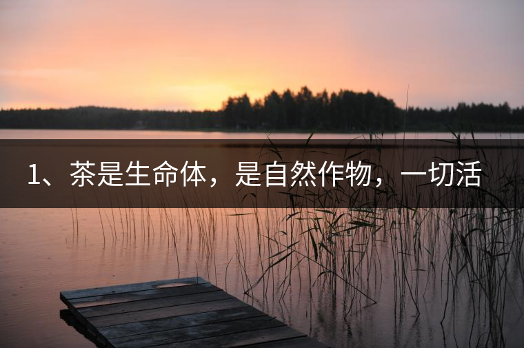 1、茶是生命體，是自然作物，一切活動(dòng)受自然規(guī)律影響。