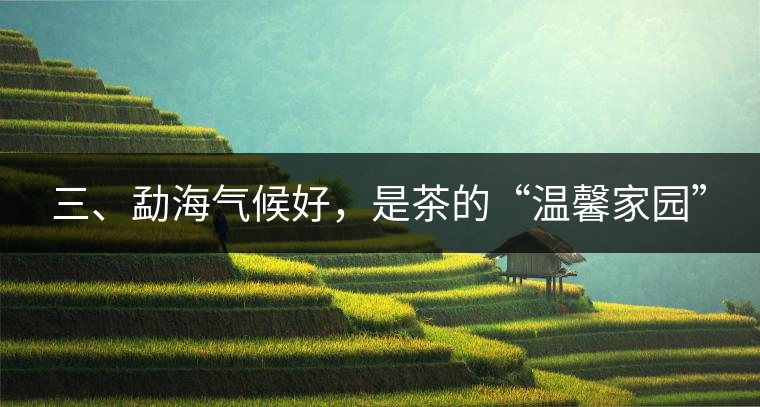 三、勐海氣候好，是茶的“溫馨家園”