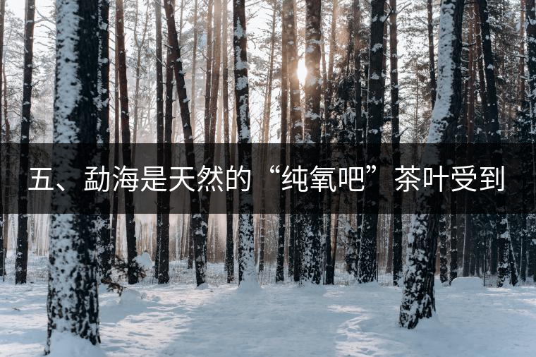 五、勐海是天然的“純氧吧”茶葉受到很好的潤(rùn)澤