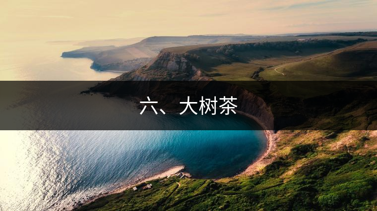 六、大樹茶
