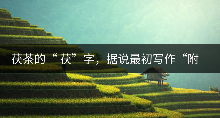 茯茶的“ 茯”字，據(jù)說最初寫作“附”，意思就是非“正”品，次等貨。茯磚茶選料多用質(zhì)地很老的茶葉，加上茶梗與枝葉拼配。陳化后，性溫，有著獨(dú)特的營養(yǎng)價值，更有助于幫助消化去膩。有些時候，茶傳播也有尷尬的時候，今天中原大地流行喝陳茶的時候，這個地方卻開始喝新茶。喝也喝出問題來，磚茶不適合品新，因?yàn)槔现θ~含氟高的緣故，許多牧民甚至氟中毒，國家正在著手解決這一問題。但從根本上來說，還是需要消費(fèi)者回到自己的傳統(tǒng)，把茶葉的儲藏習(xí)慣繼續(xù)保留。