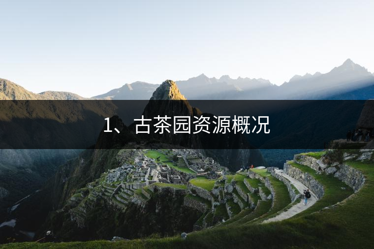 1、古茶園資源概況