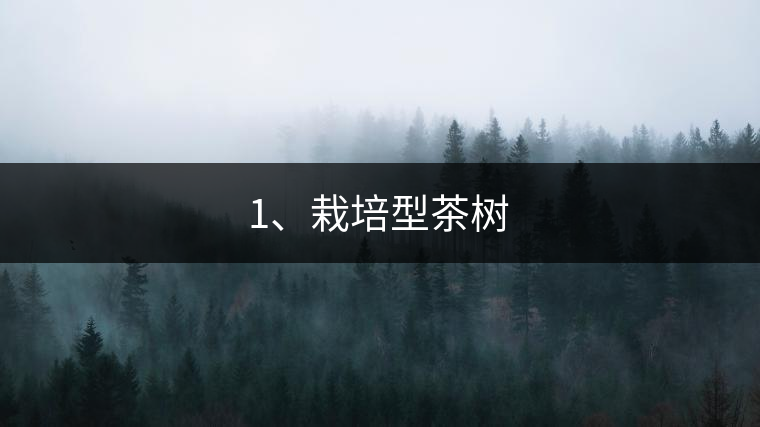 1、栽培型茶樹