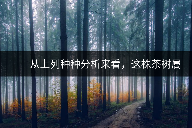 　　從上列種種分析來看，這株茶樹屬野生類型應無疑問。