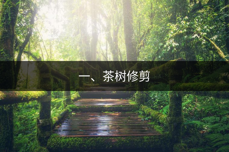 一、茶樹修剪