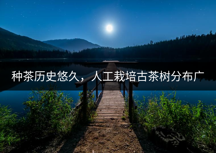 種茶歷史悠久，人工栽培古茶樹分布廣