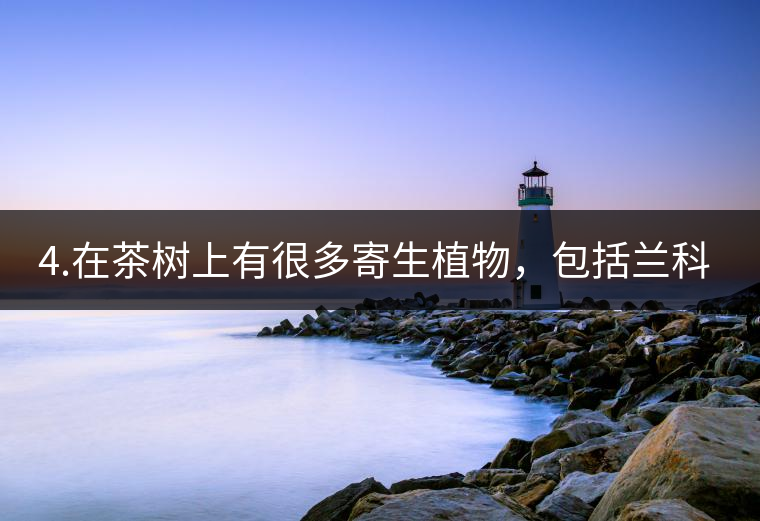 4.在茶樹上有很多寄生植物，包括蘭科植物，還有螃蟹腳。