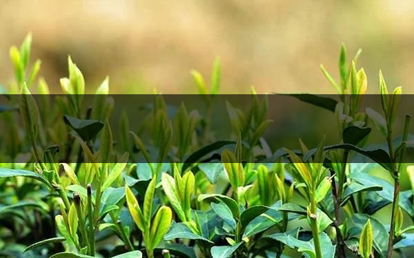 不同的身體癥狀分別該喝什么茶？