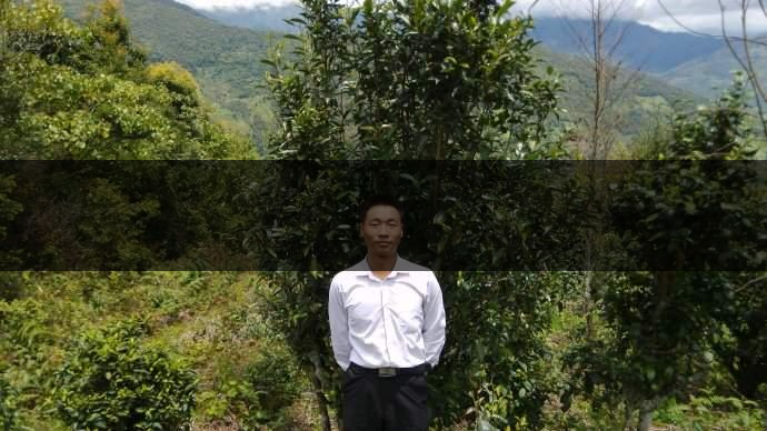 云南省景東縣茶業(yè)概況簡述（第五章）